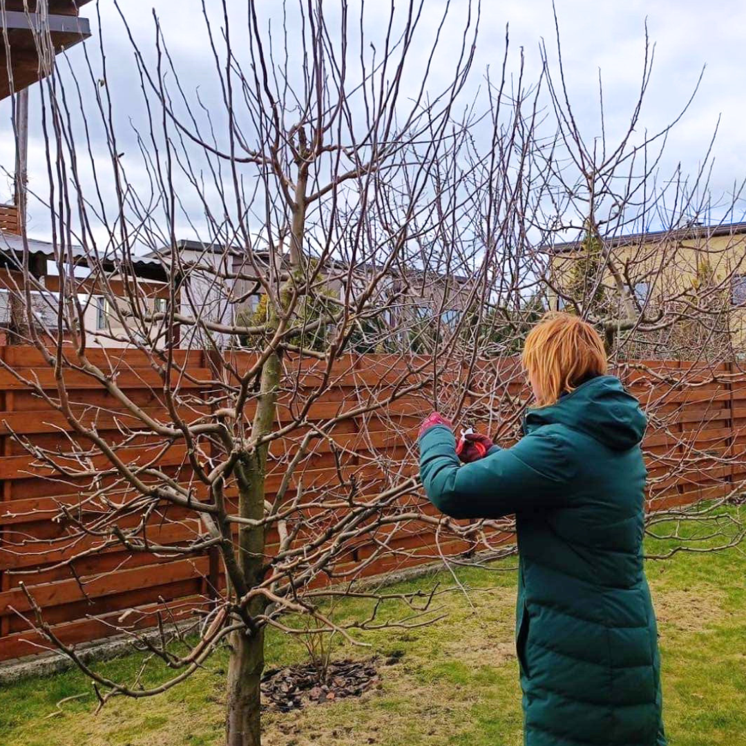 VID. AUGUMO VAISMEDŽIŲ GENĖJIMAS