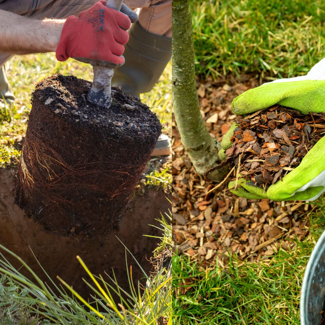 PASIRUOŠIMAS SODINIMUI IR MULČIAVIMAS