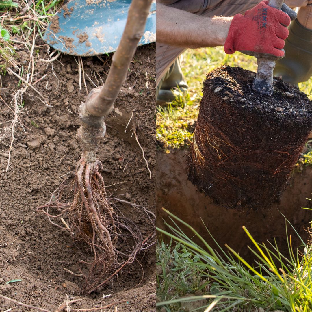 DUOBĖS IR SODINIMO AUKŠČIO PARINKIMAS