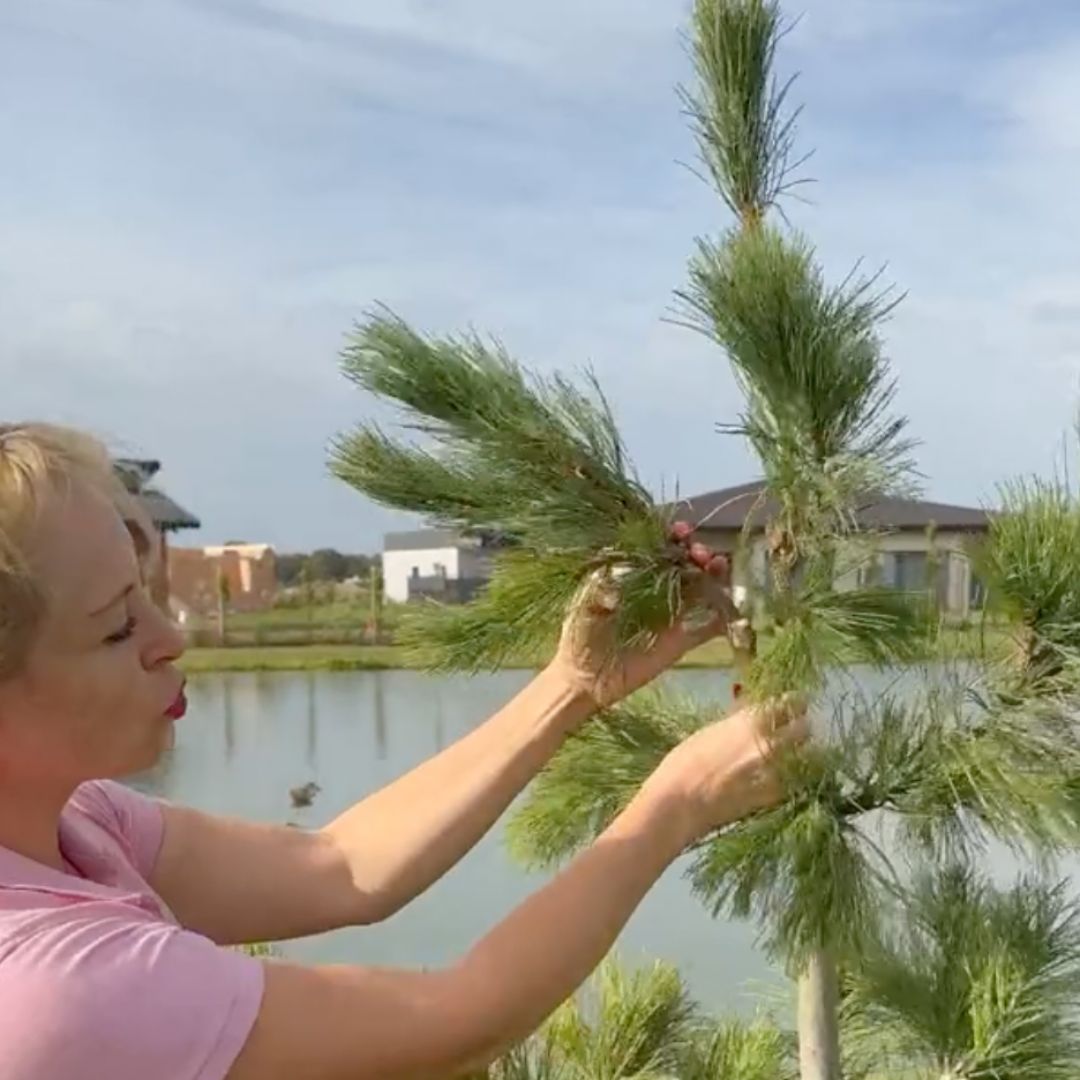 DEKORATYVINIŲ AUGALŲ PRIEŽIŪRA IR GENĖJIMAS