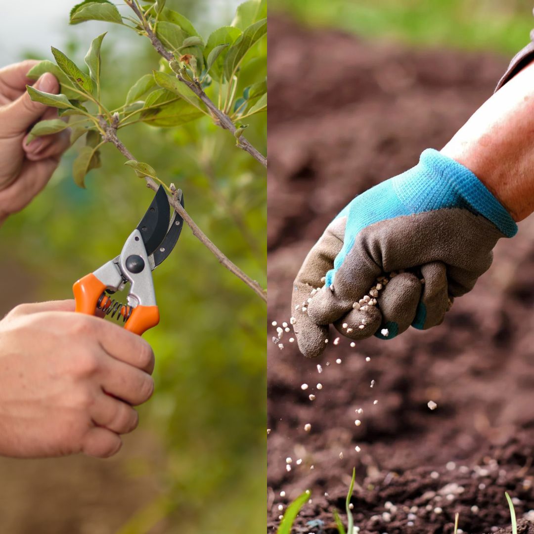 KAULAVAISIŲ GENĖJIMAS IR TRĘŠIMAS