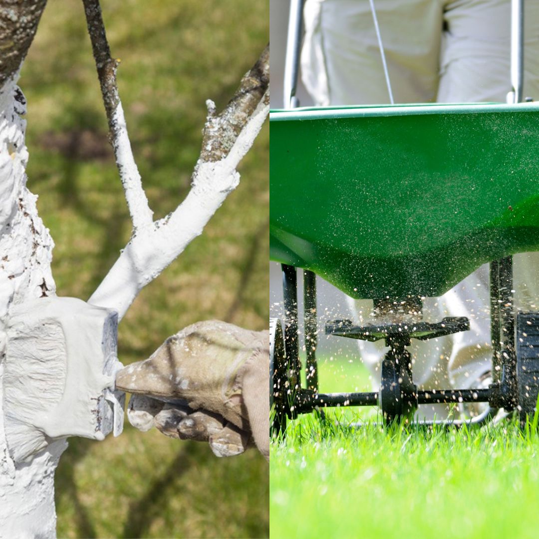 VAISMEDŽIŲ IR VEJOS PRIEŽIŪRA RUDENĮ