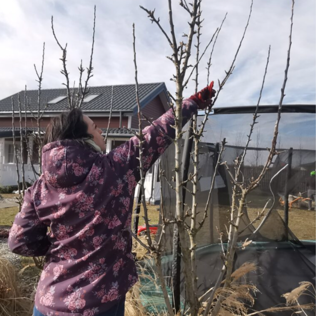 KOLONINIŲ VAISMEDŽIŲ GENĖJIMAS