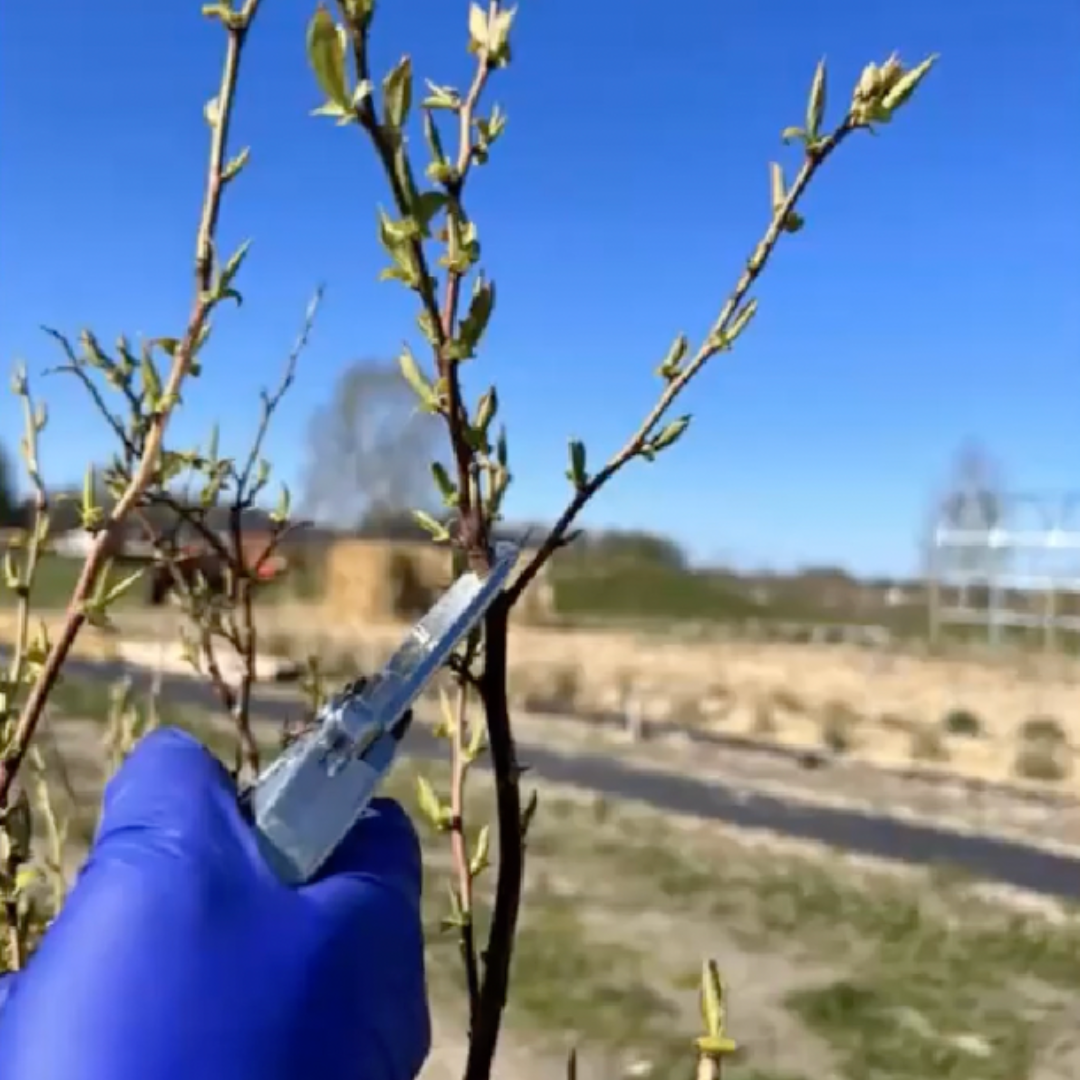 ŠILAUOGIŲ IR KT. VAISKRŪMIŲ GENĖJIMAS