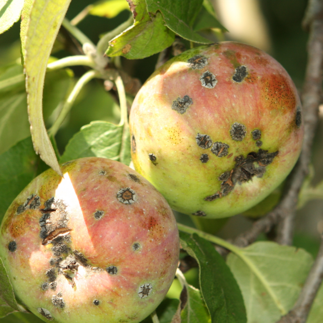 SĖKLAVAISIŲ LIGOS, KENKĖJAI, JŲ PREVENCIJA IR GYDYMO BŪDAI