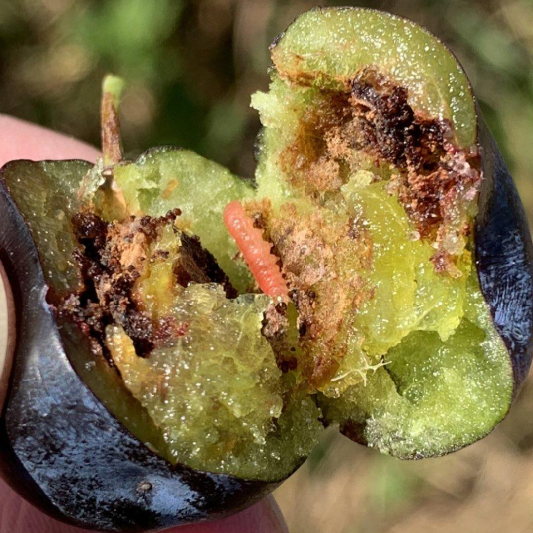 KAULAVAISIŲ LIGOS, KENKĖJAI, PREVENCIJA IR GYDYMO BŪDAI