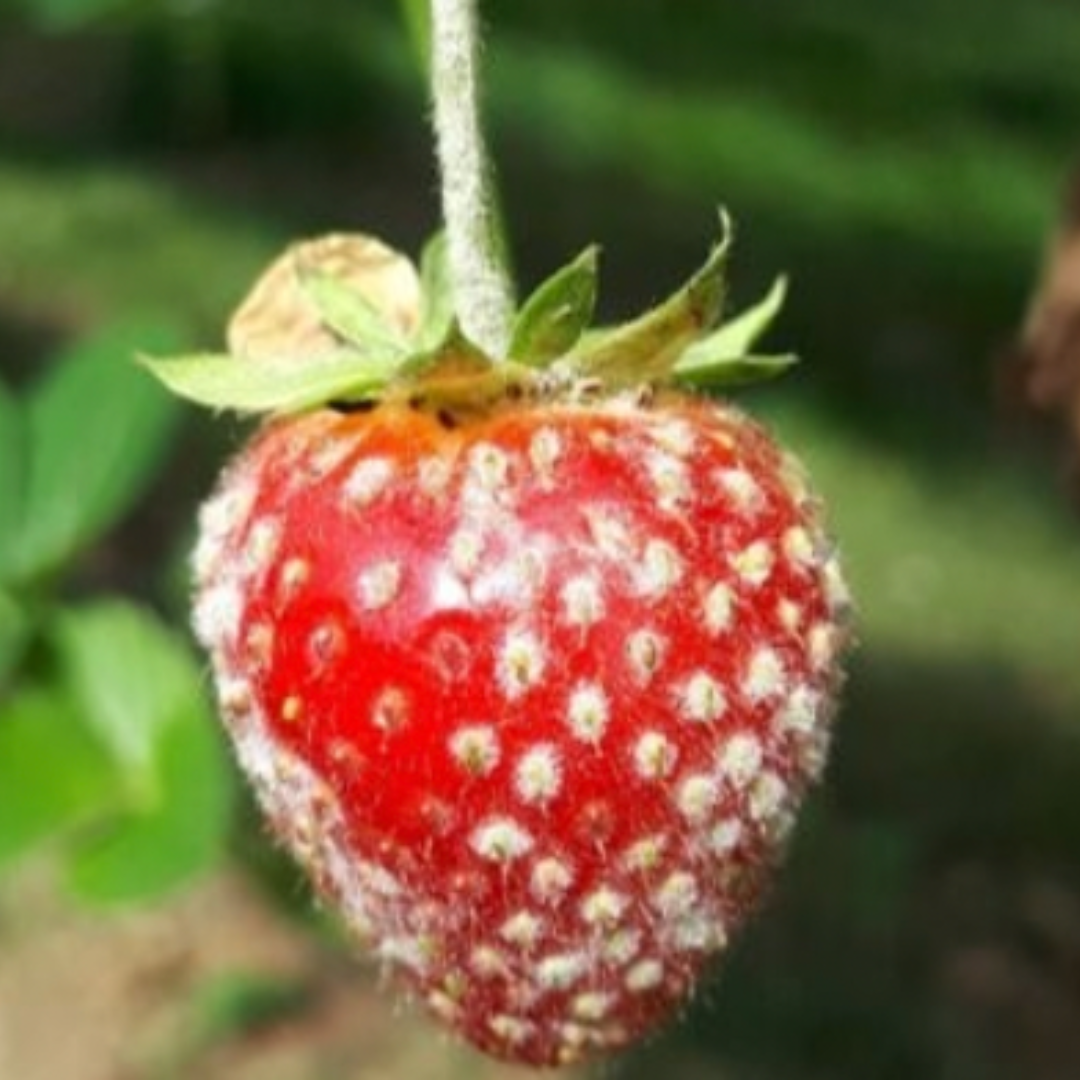 VAISKRŪMIŲ LIGOS, KENKĖJAI, PREVENCIJA IR GYDYMO BŪDAI