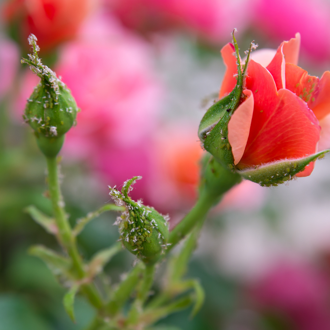 DEKORATYVINIŲ AUGALŲ LIGOS, KENKĖJAI, PREVENCIJA IR GYDYMO BŪDAI