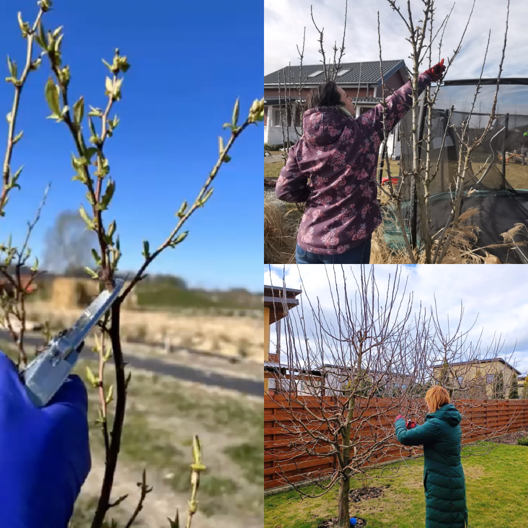 Šilauogių, koloninių ir vidutinio augumo vaismedžių genėjimas