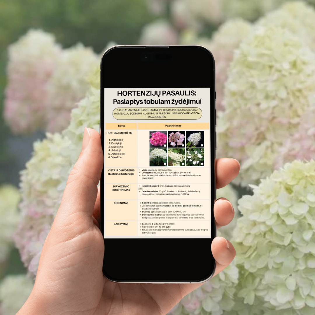 Šluotelinių hortenzijų sodinimas, tręšimas, genėjimas, kenkėjai ir ligos