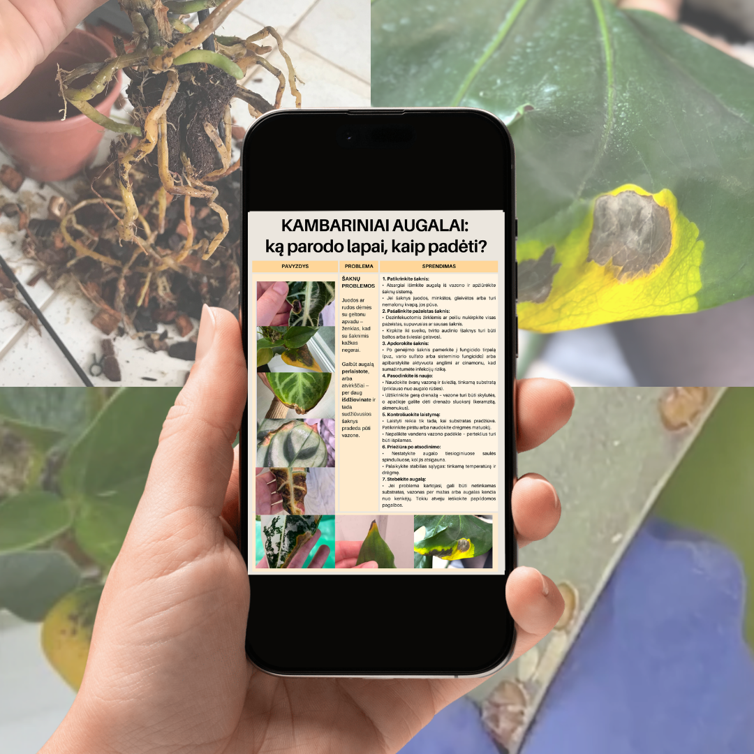 Kambarinių augalų ligos: atpažink ir išgydyk