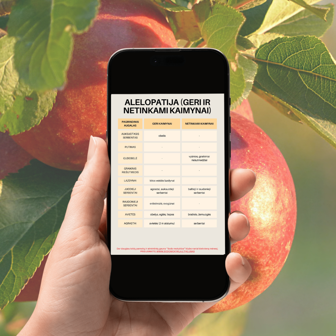 Atspariausių vaismedžių veislių sąrašas ir alelopatijos lentelė