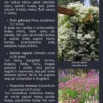 El. knyga "Sąmoningo sodo kūrimas"