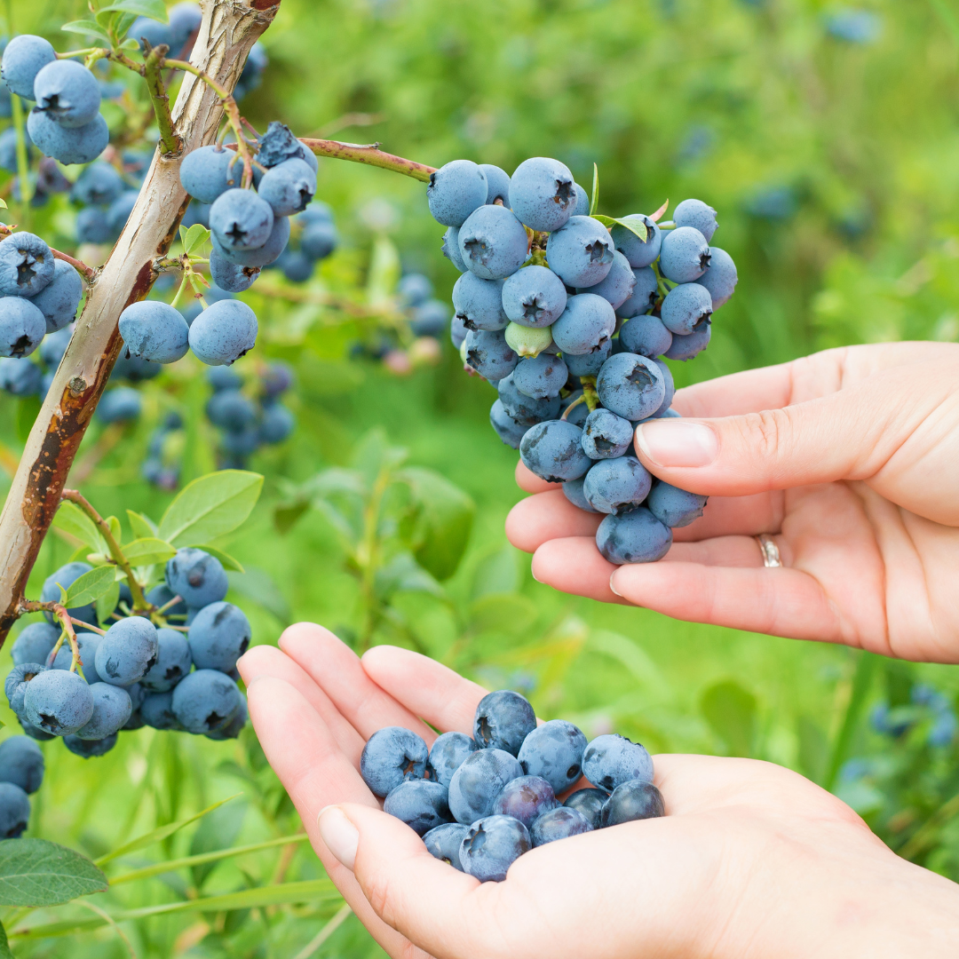 ŠILAUOGIŲ AUGINIMAS BE KLAIDŲ