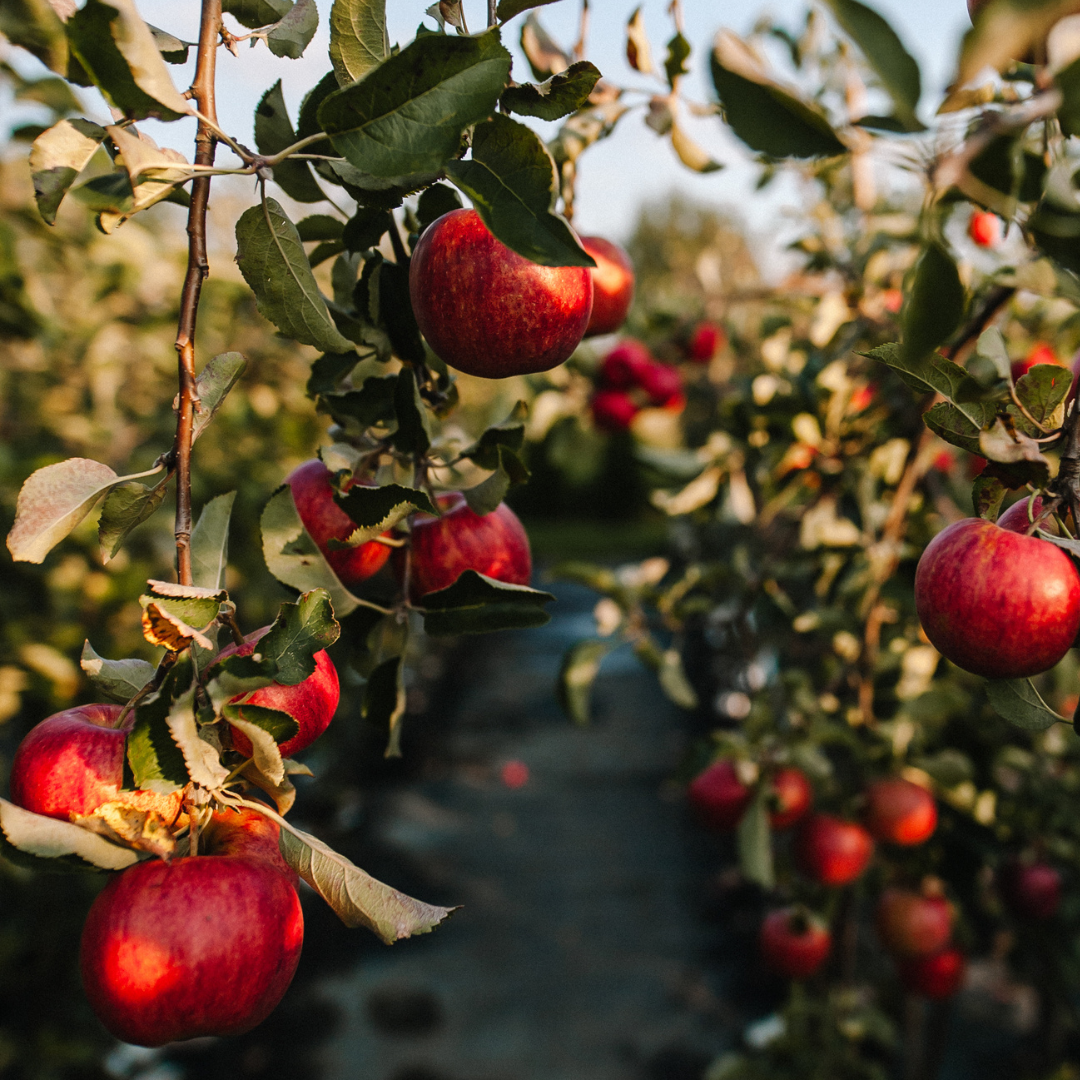 Susikurkite gražų ir sveiką sodą