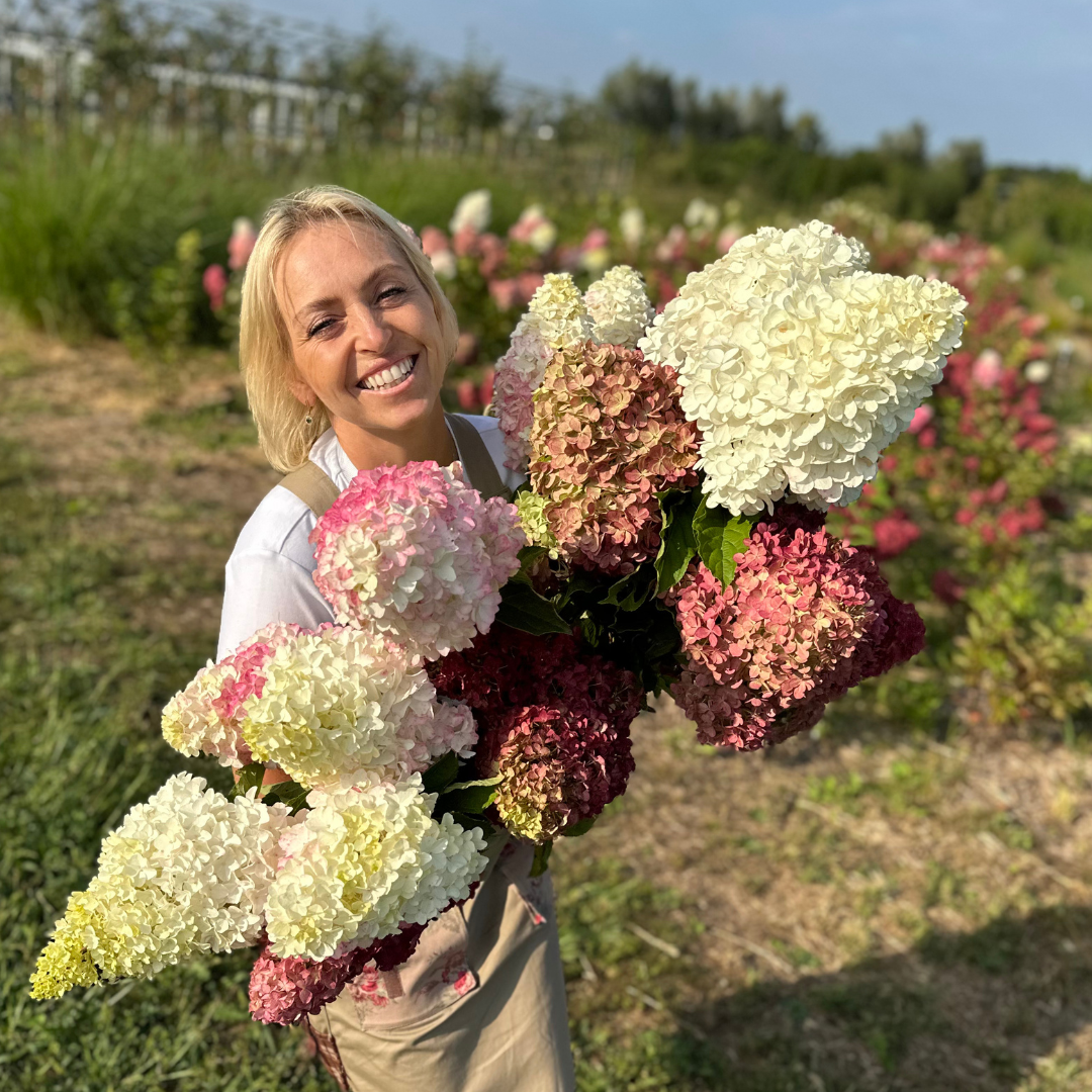 HORTENZIJŲ PASAULIS: PASLAPTYS TOBULAM ŽYDĖJIMUI