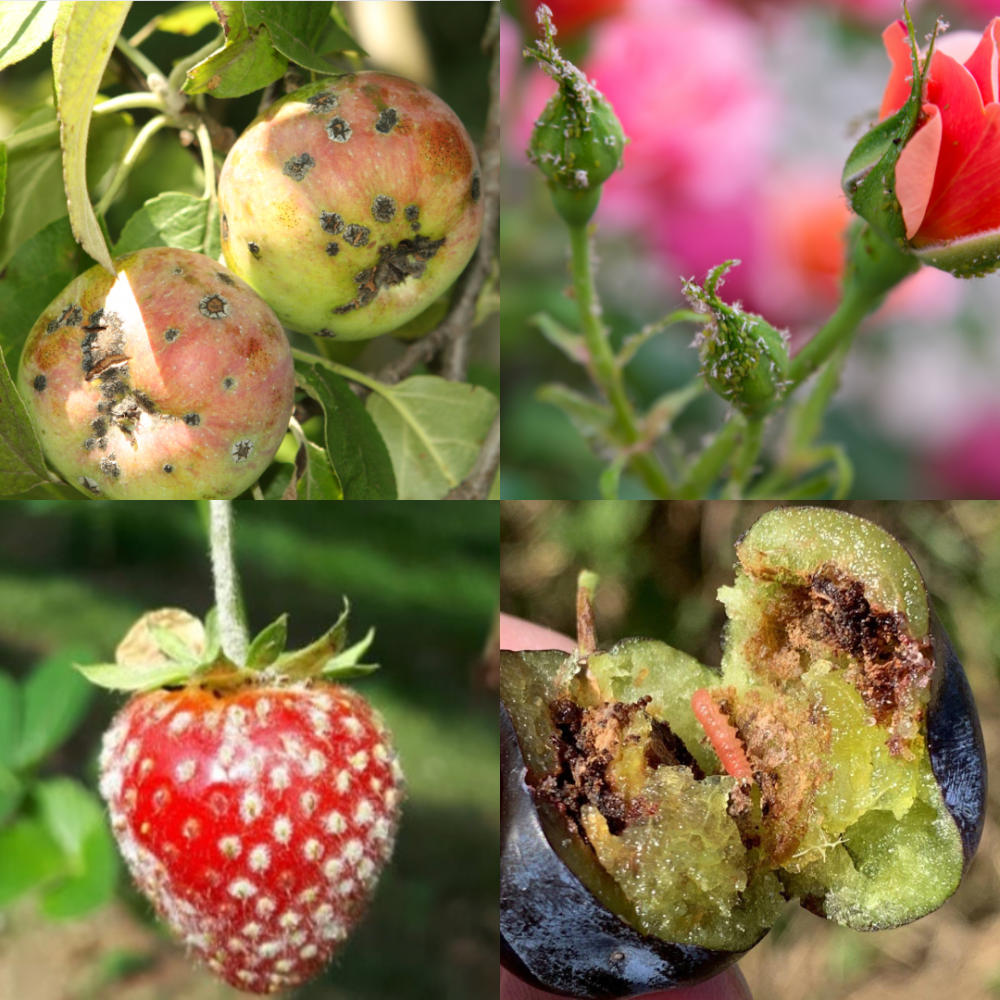 Visų augalų ligos, kenkėjai, prevencija ir gydymo būdai